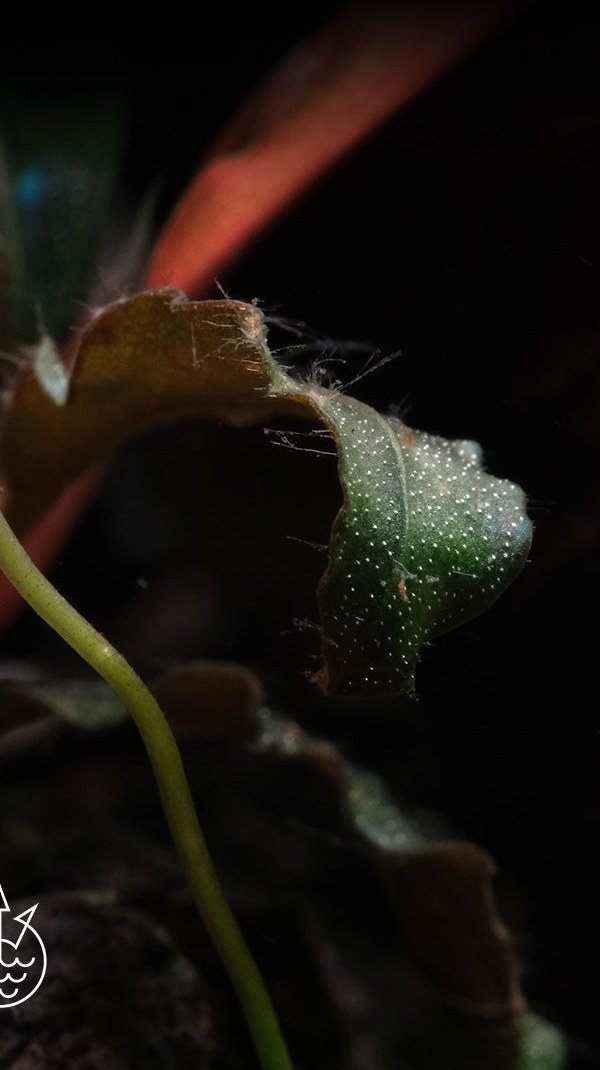 Black beard algae on bucephalandra, 7 days after APT Fix