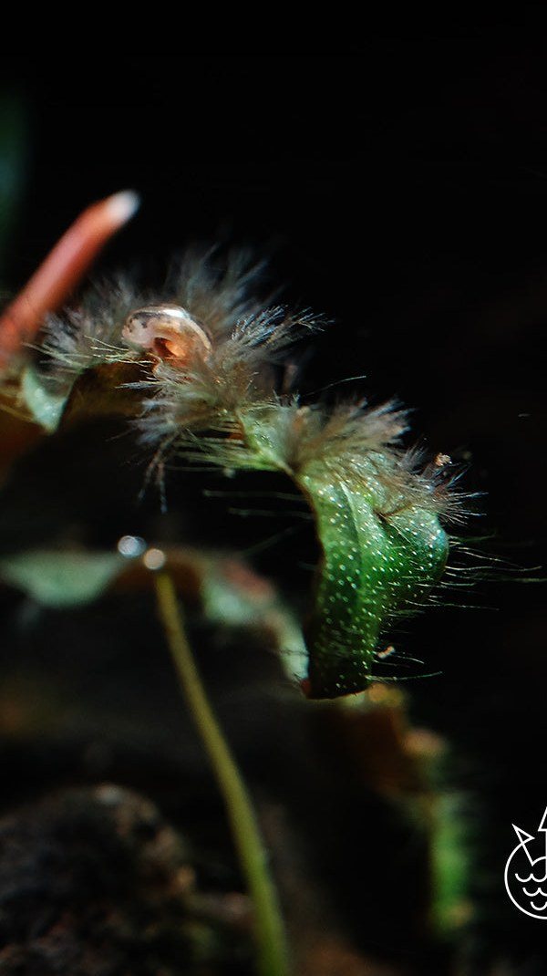 Black beard algae on bucephalandra, before APT Fix