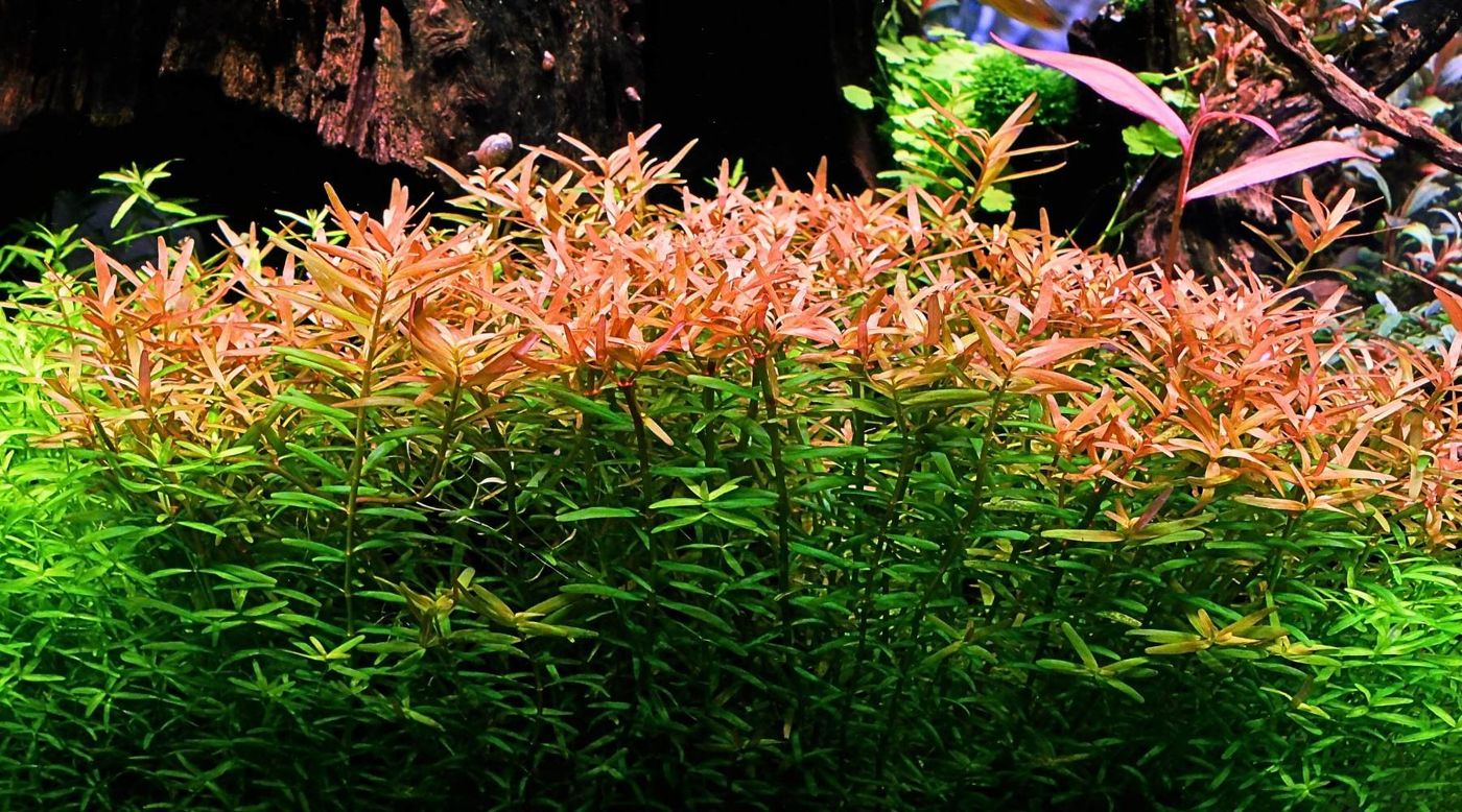 Dense red and green Rotala rotundifolia