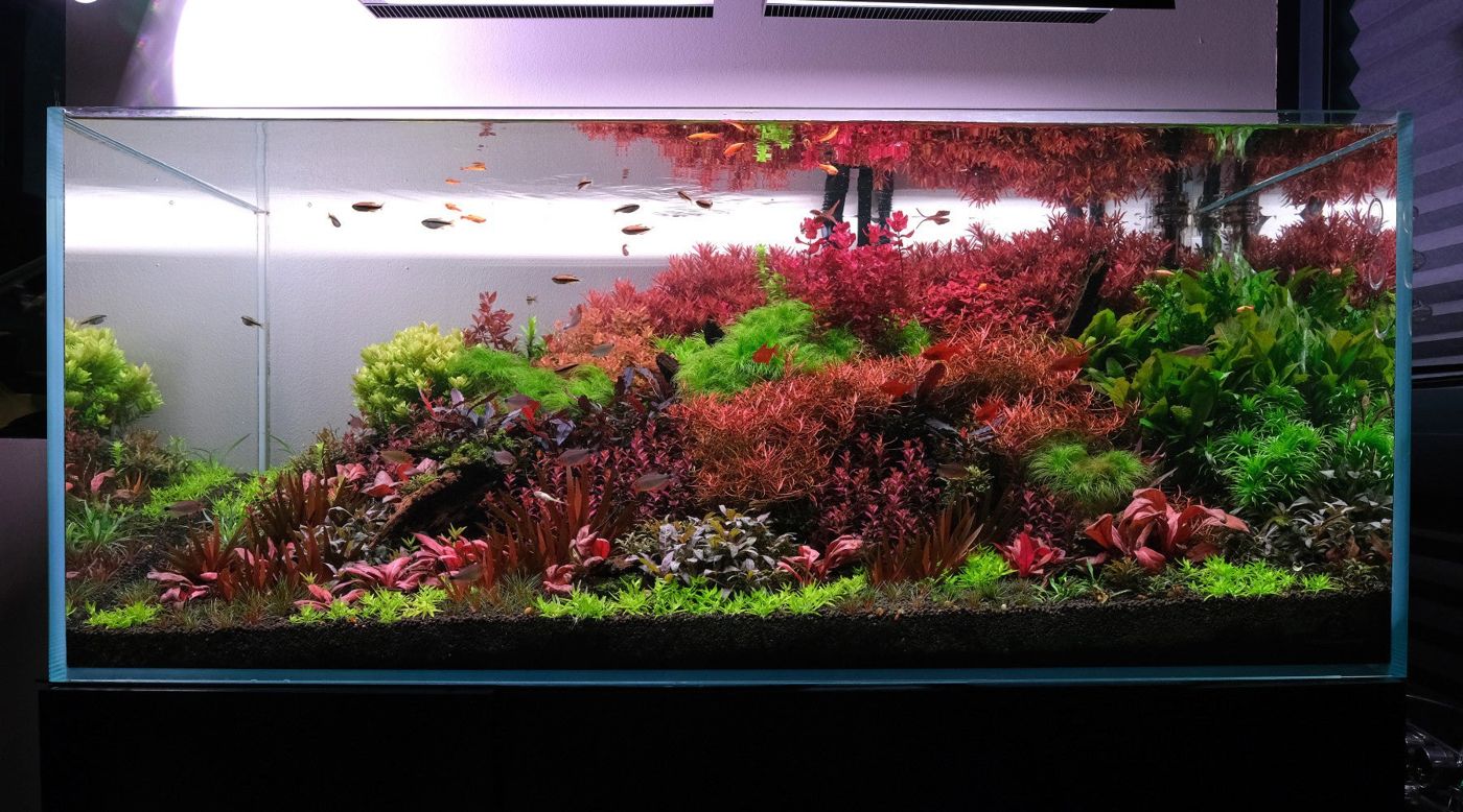 The 2HR Aquarist 4ft Rotala florida community aquarium