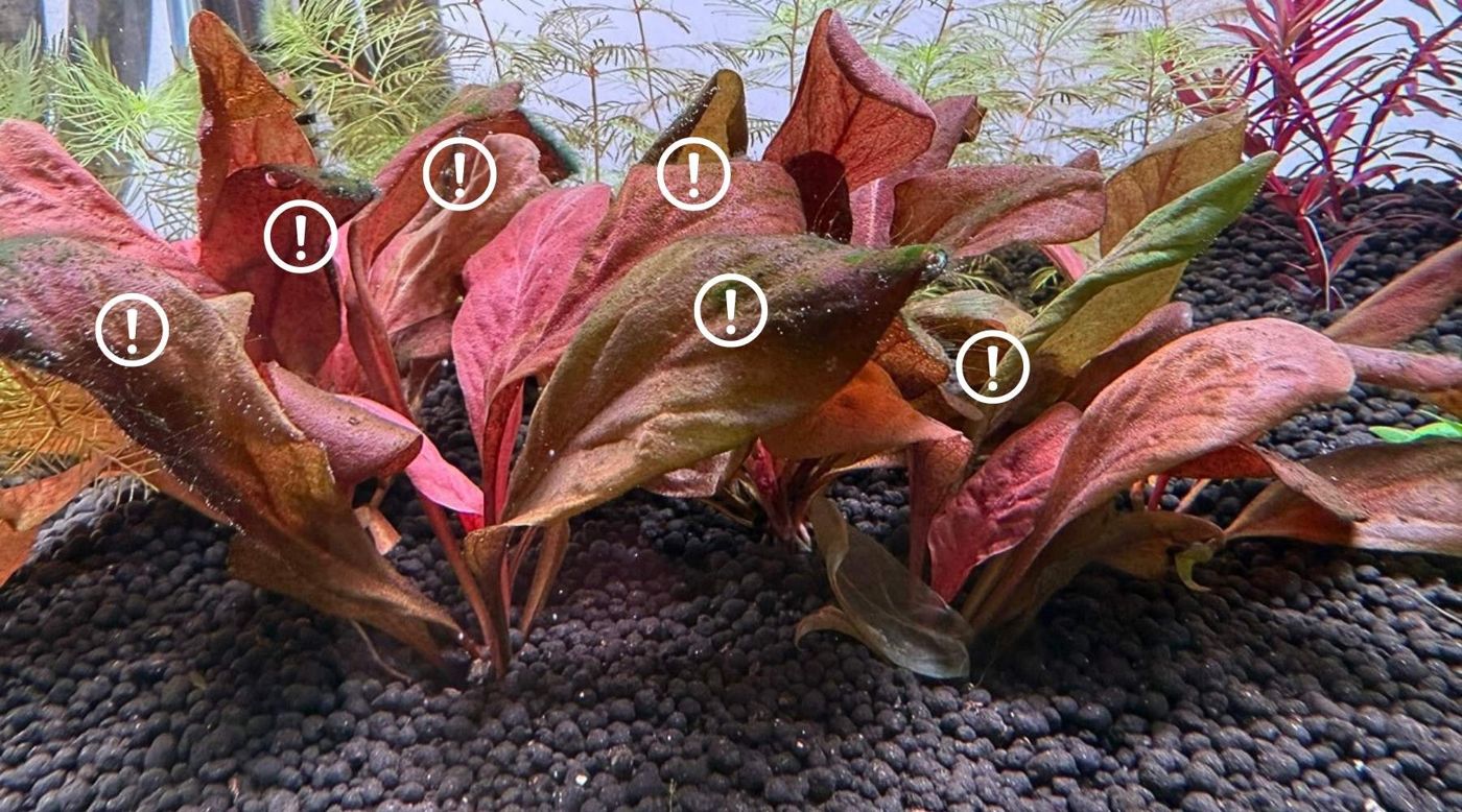 Red Cryptocoryne leaves in a new tank